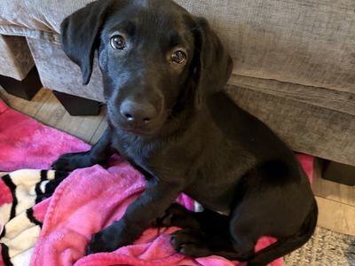 Black Lab Puppy