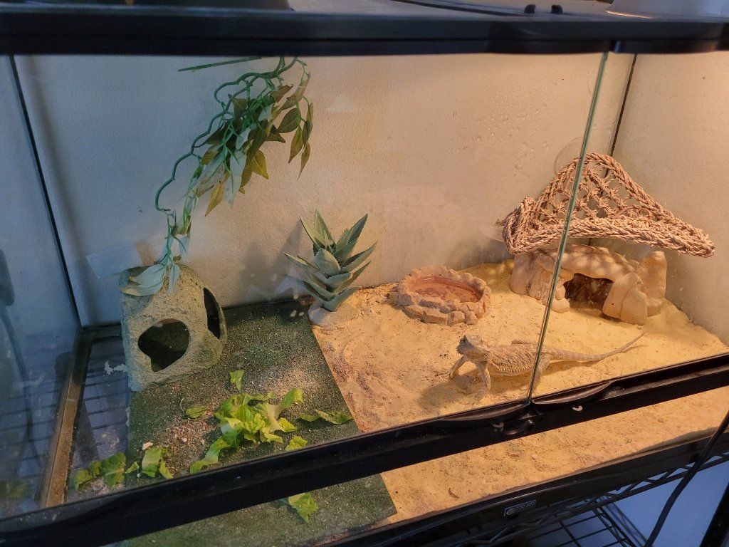 Bearded Dragon and zoo Med Reptile Terrarium Tank Setup with Dual Heat Lamps and Accessories