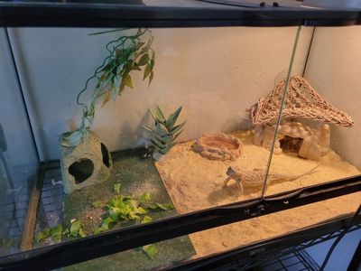 Bearded Dragon and zoo Med Reptile Terrarium Tank Setup with Dual Heat Lamps and Accessories