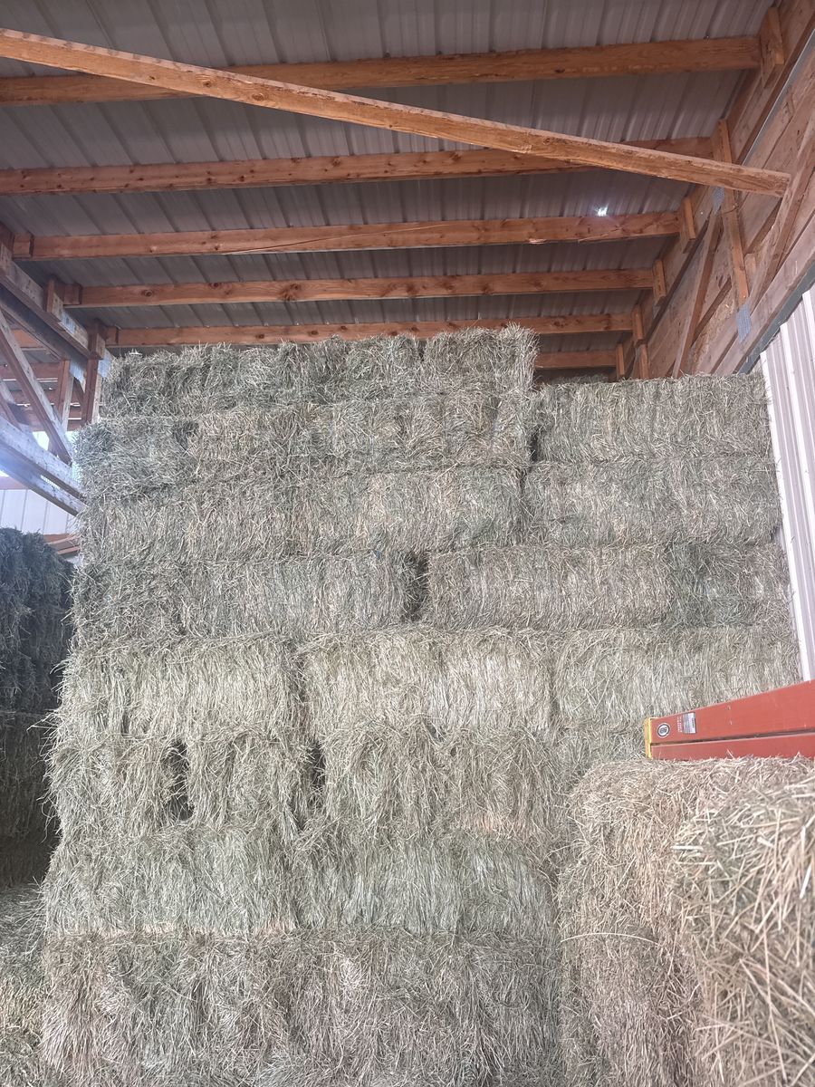 Alfalfa/grass hay just bailed today