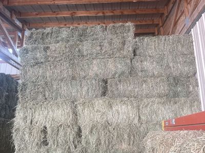 Alfalfa/grass hay just bailed today