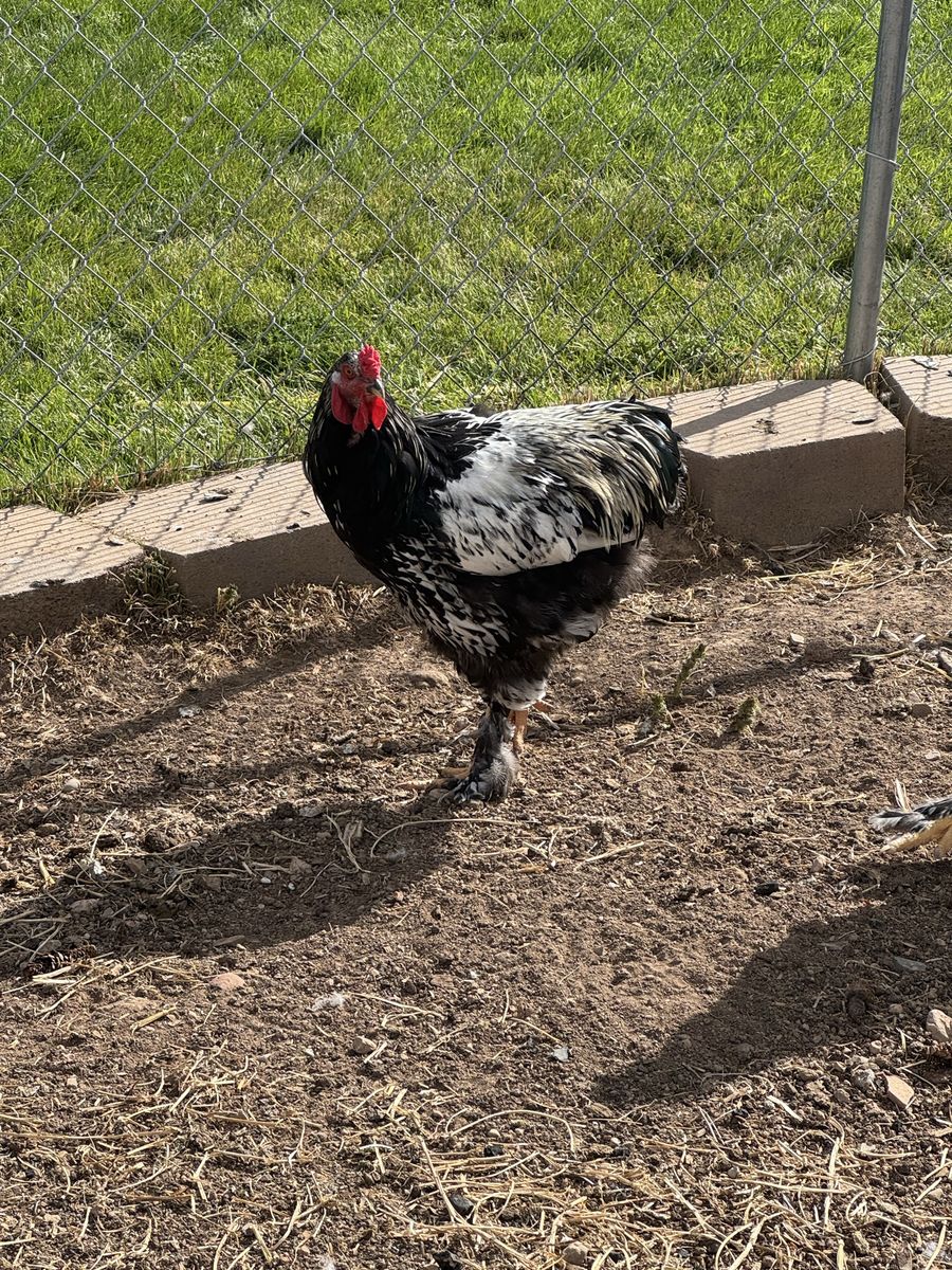 Silver Laced Brahma Rooster