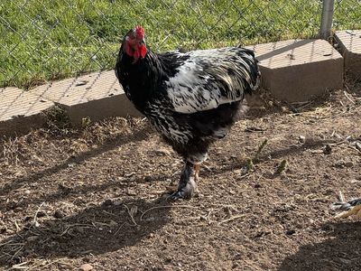 Silver Laced Brahma Rooster