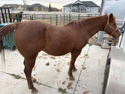 18 Yr Old Gelding