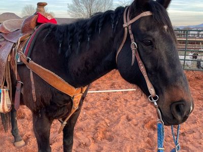 7year Appendix Gelding