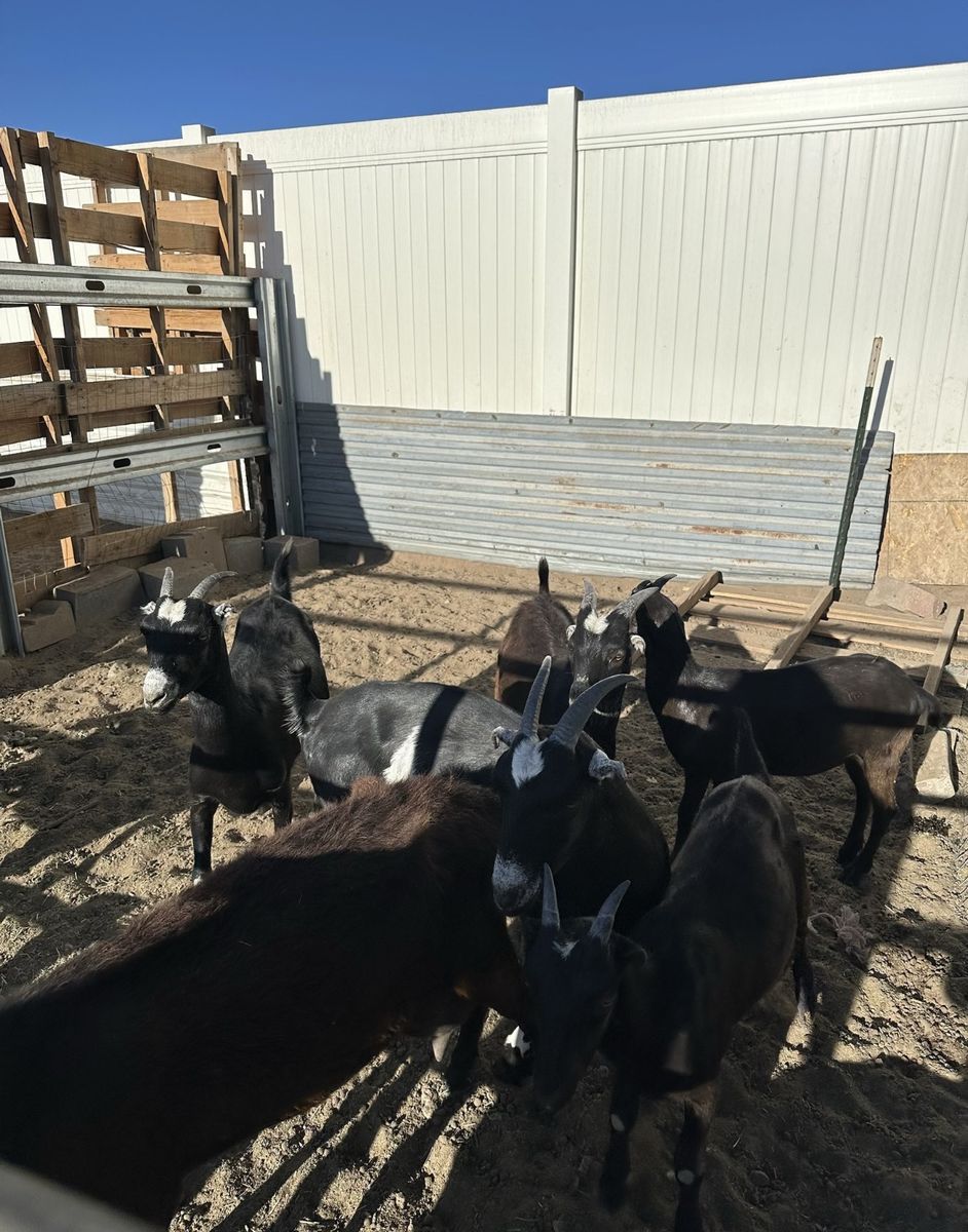 Goats