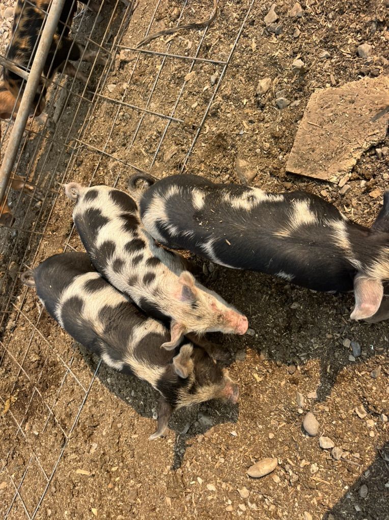 WIENER  PIGS