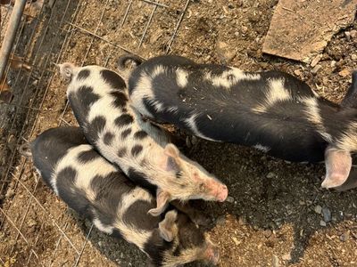 WIENER PIGS