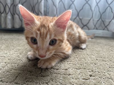 Savannah F6/Bengal F5 Male Kitten