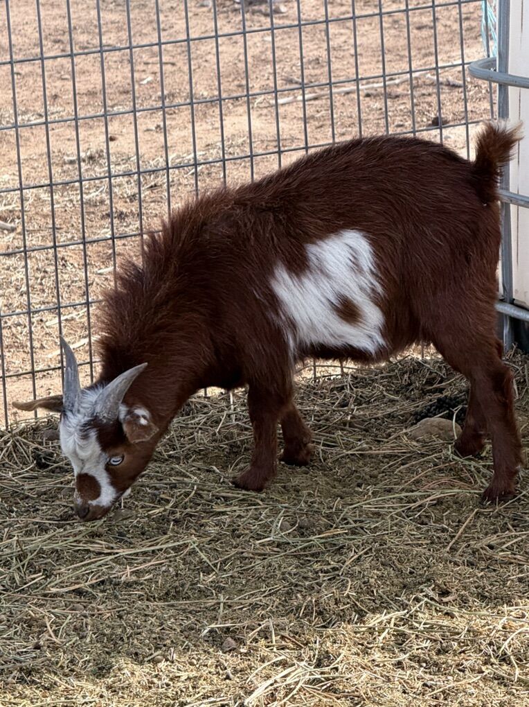 Purebred Fainting Bucks
