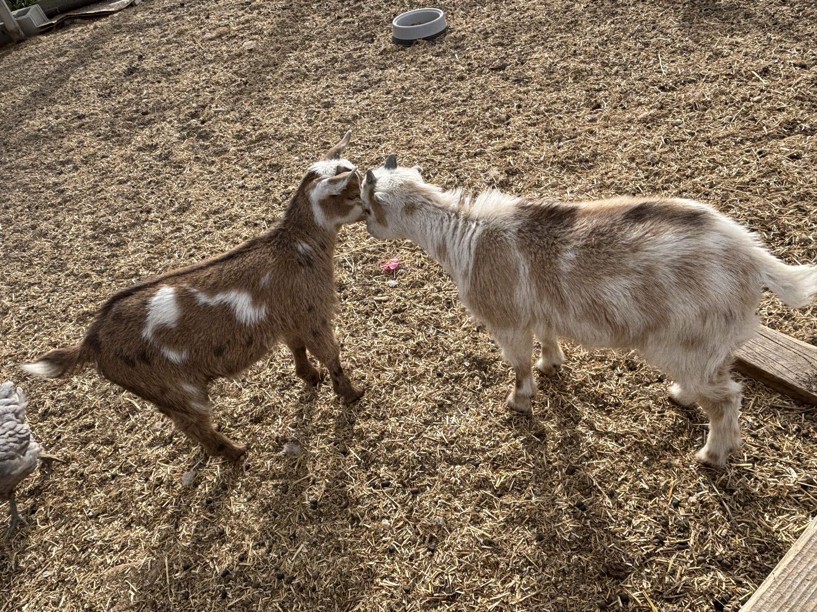 Nigerian Dwarf Lamancha