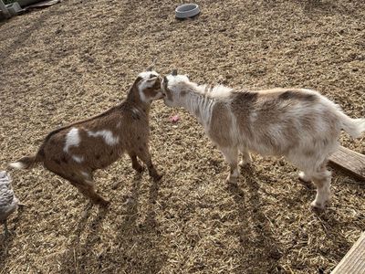 Nigerian Dwarf Lamancha