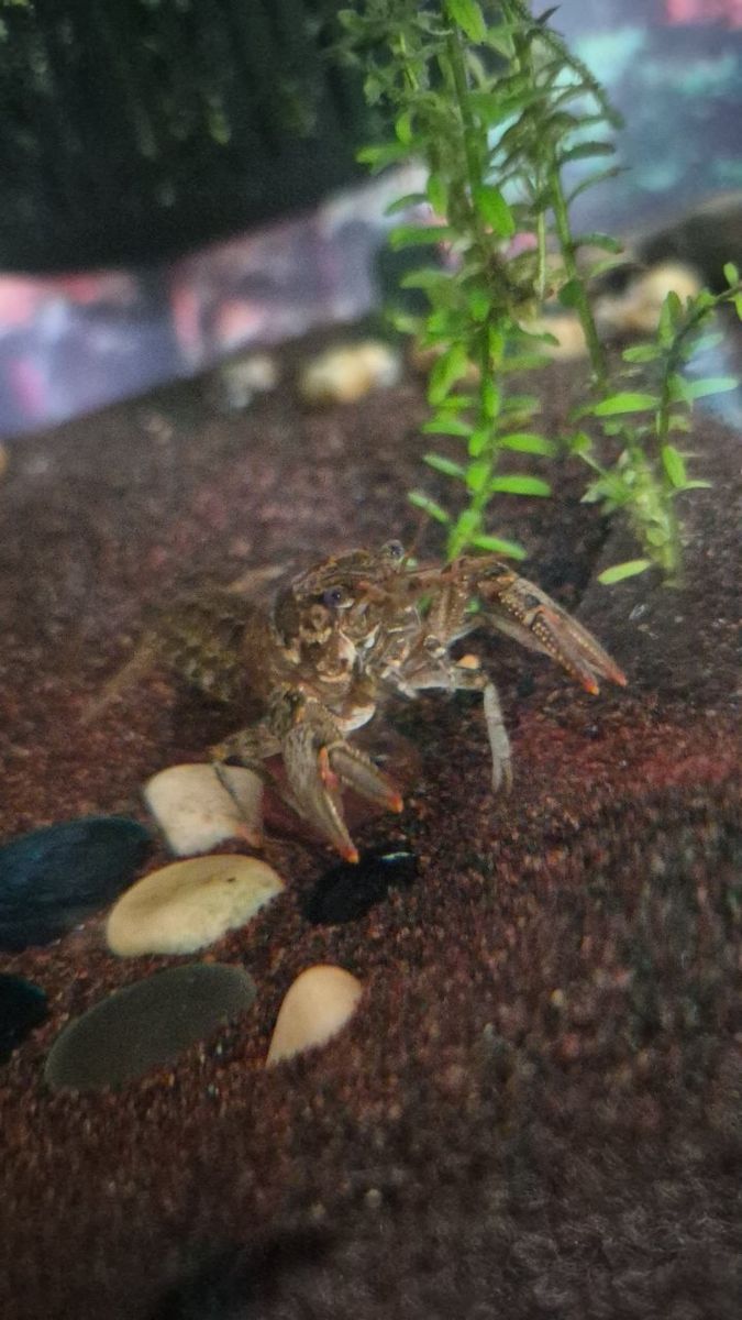 Freshwater Lobster