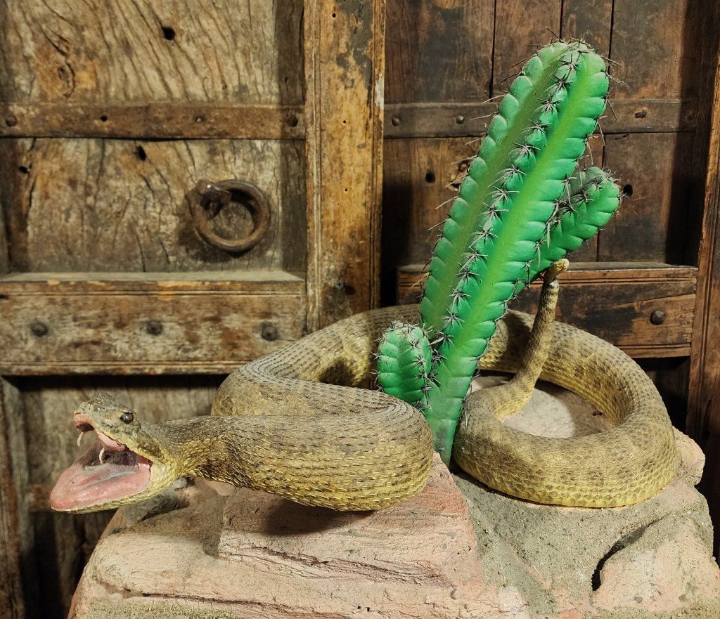 Rattlesnake Taxidermy Mount Custom