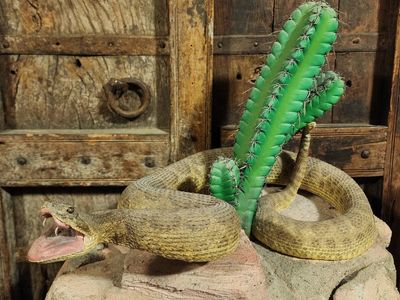Rattlesnake Taxidermy Mount Custom
