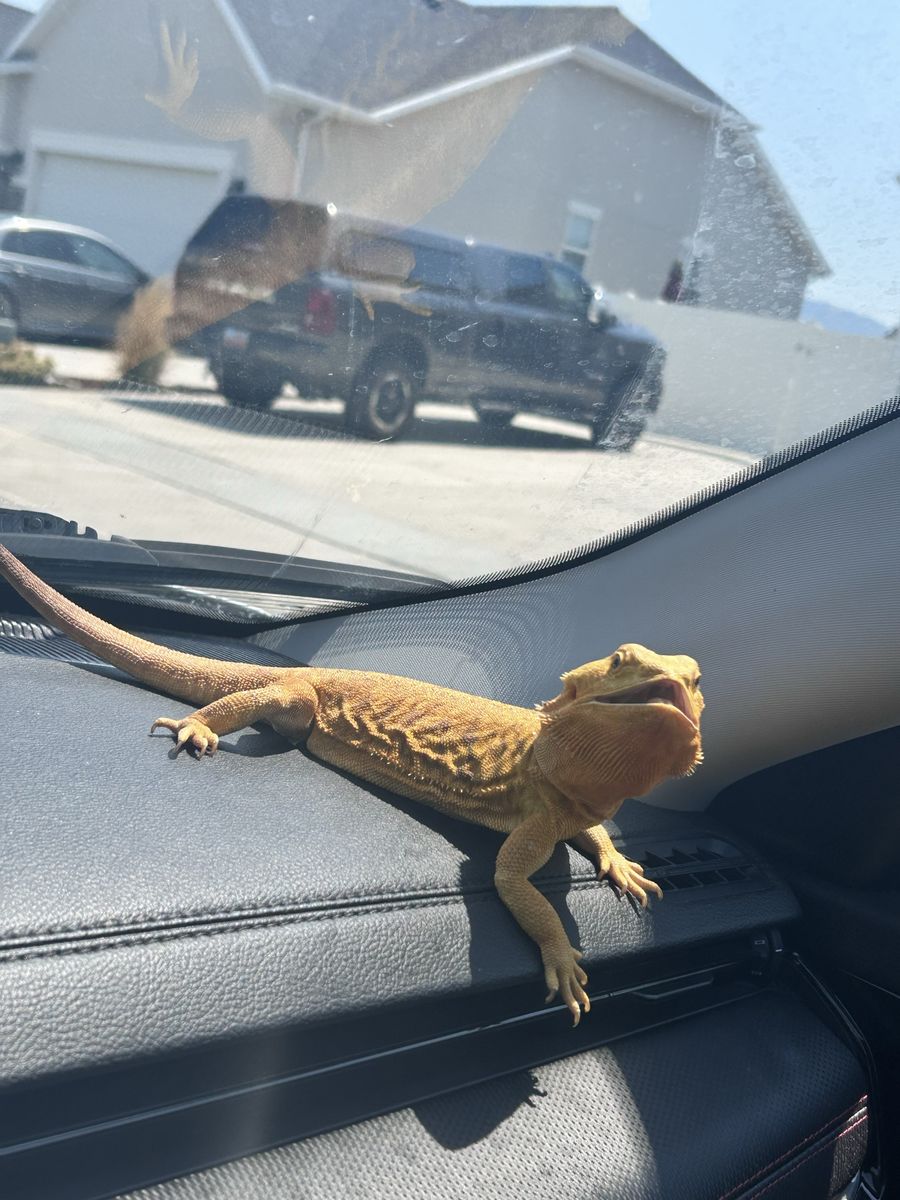 3 year old citrus leatherback bearded dragon w/ enclosure and supplies