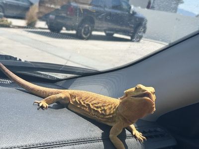 3 year old citrus leatherback bearded dragon w/ enclosure and supplies