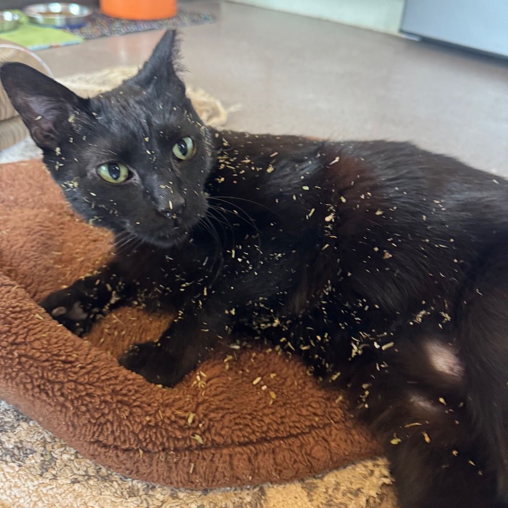 Hello my name is Tate