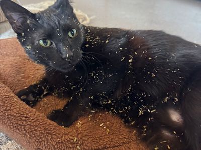 Hello my name is Tate