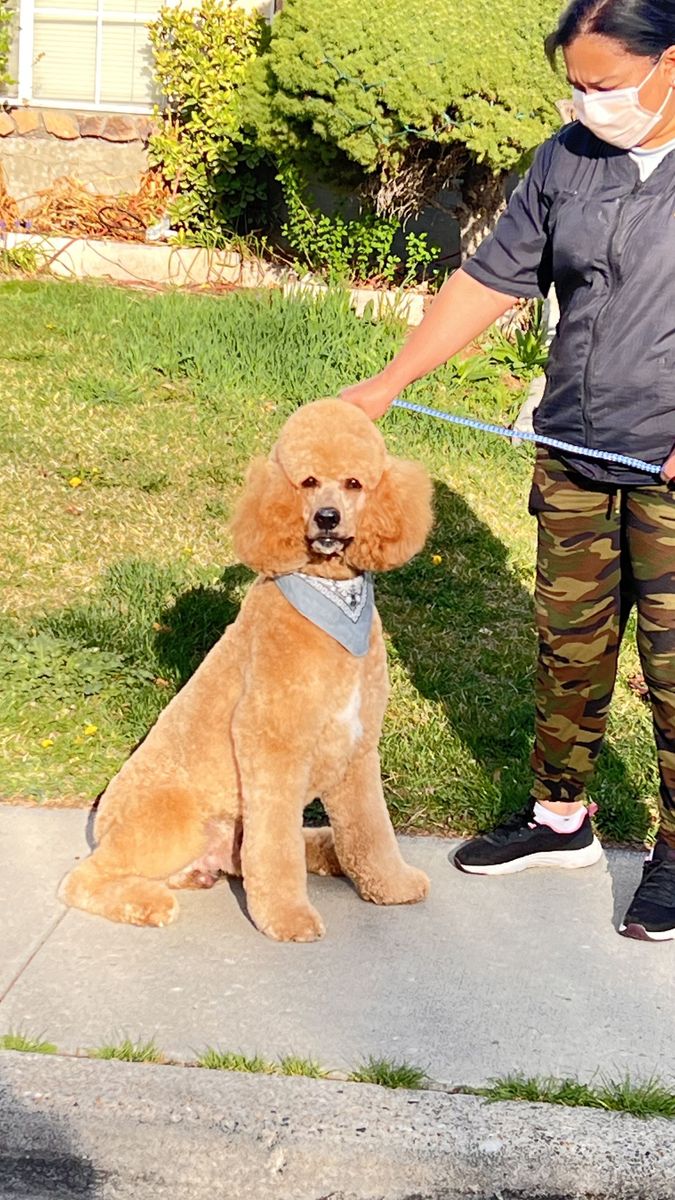 Professional Dog & Cat Grooming service Clean Happy & Safe Pets dog groomer peluquieria canina