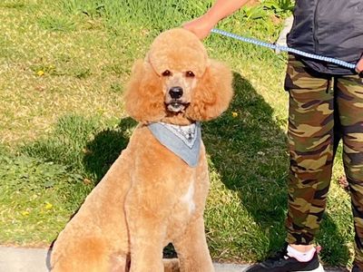 Professional Dog & Cat Grooming service Clean Happy & Safe Pets dog groomer peluquieria canina