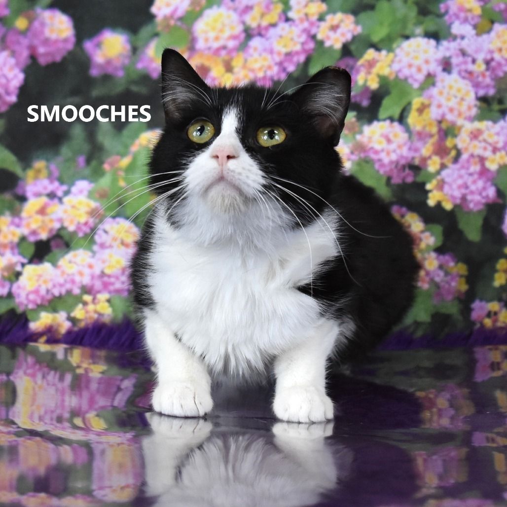 Hello my name is Smooches