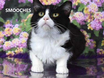 Hello my name is Smooches
