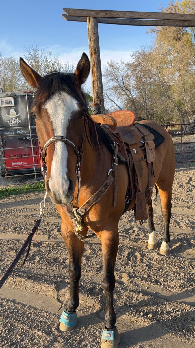 8 Ursr Old head And RancH Hores