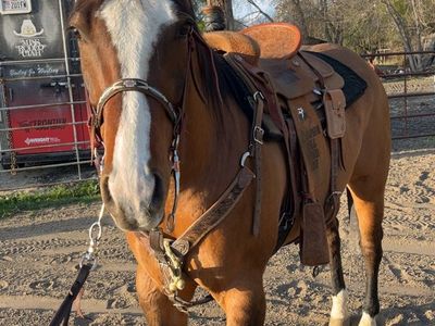 8 Ursr Old head And RancH Hores