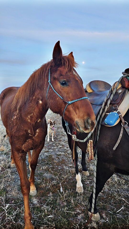 Red roan filly