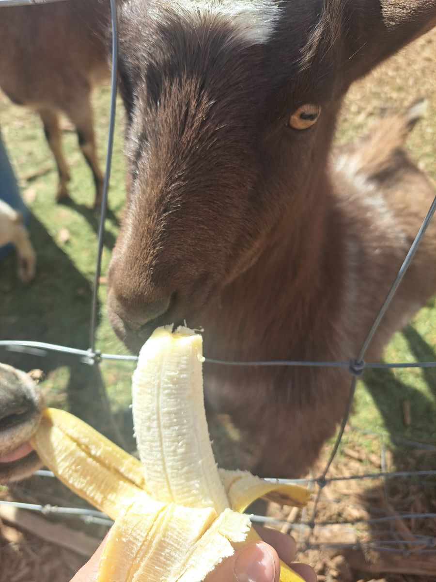 Sweet Fun, Playful Female Dwarf Goat one year old