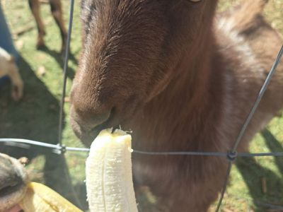 Sweet Fun, Playful Female Dwarf Goat one year old