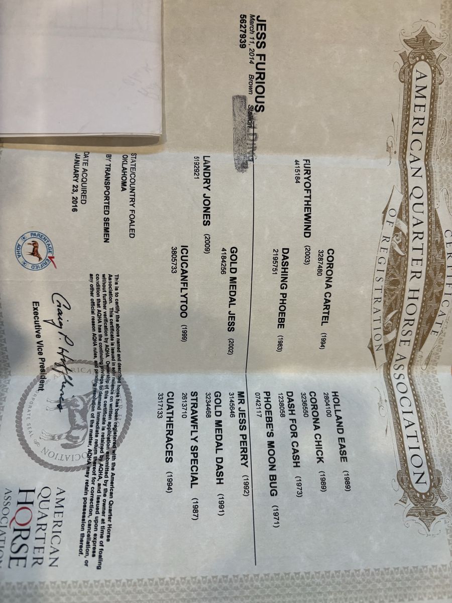 American Quarter Horse Association Registration Certificate - Jess Furious