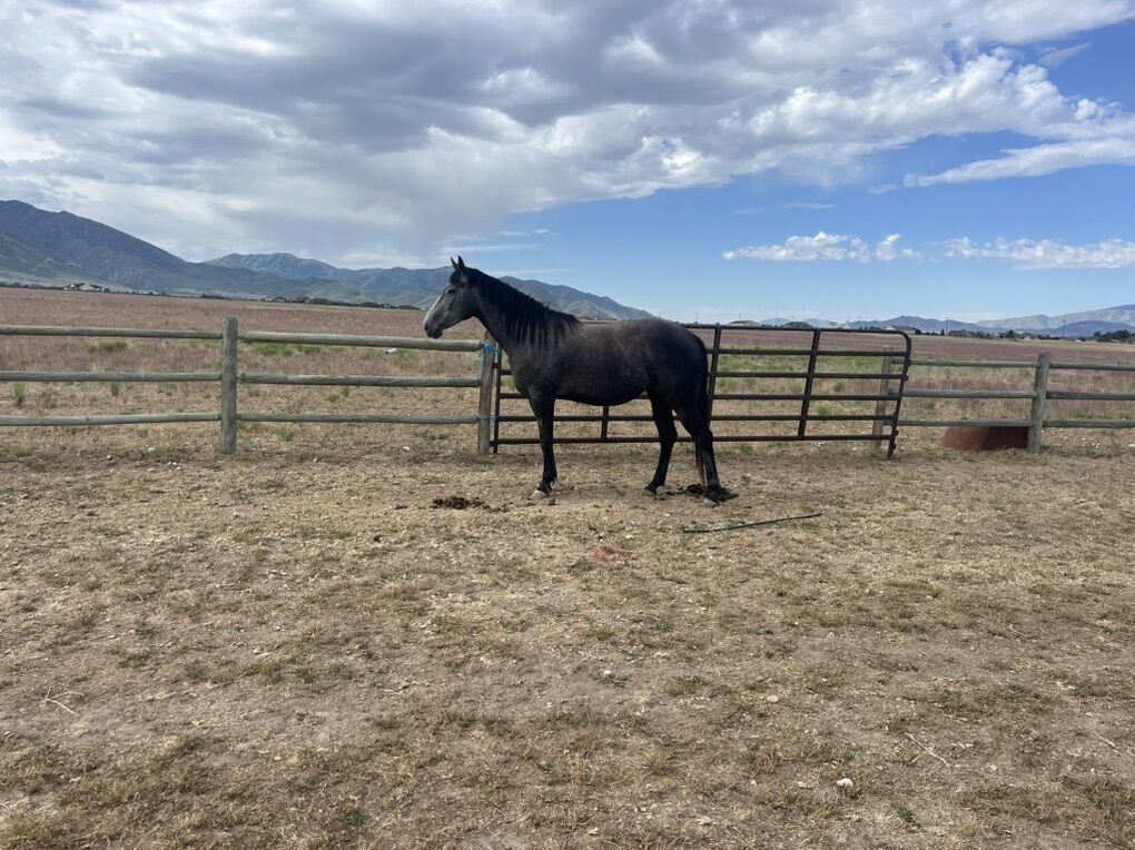 ACHA QUARTER HORSE 5 YO