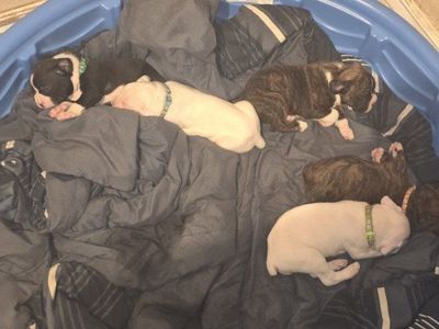 Boxer Puppies for Sale