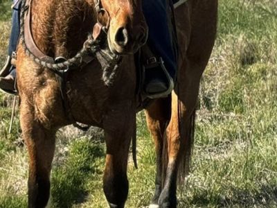 Dun Draft Cross Gelding