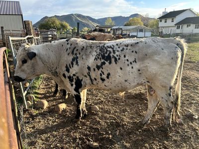 British White Bull