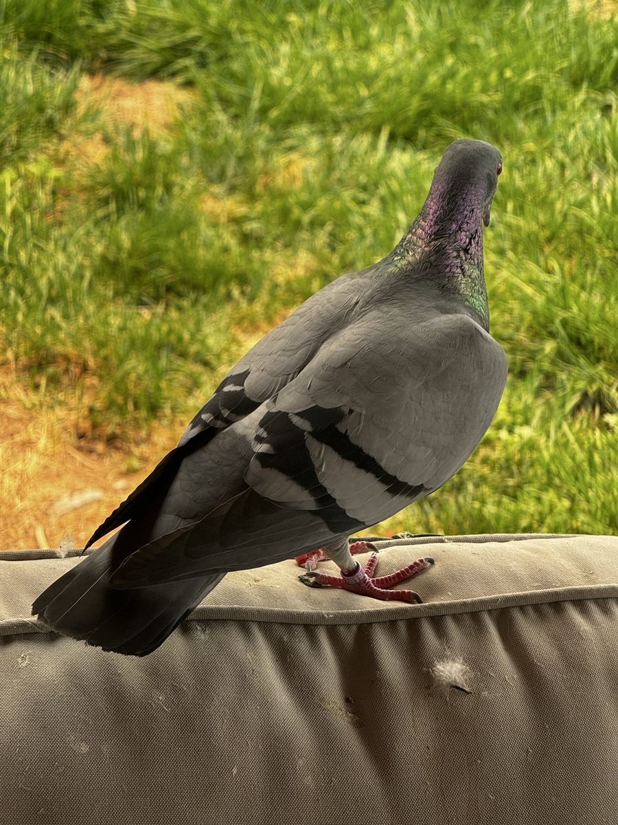 Homing pigeons