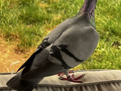 Homing pigeons
