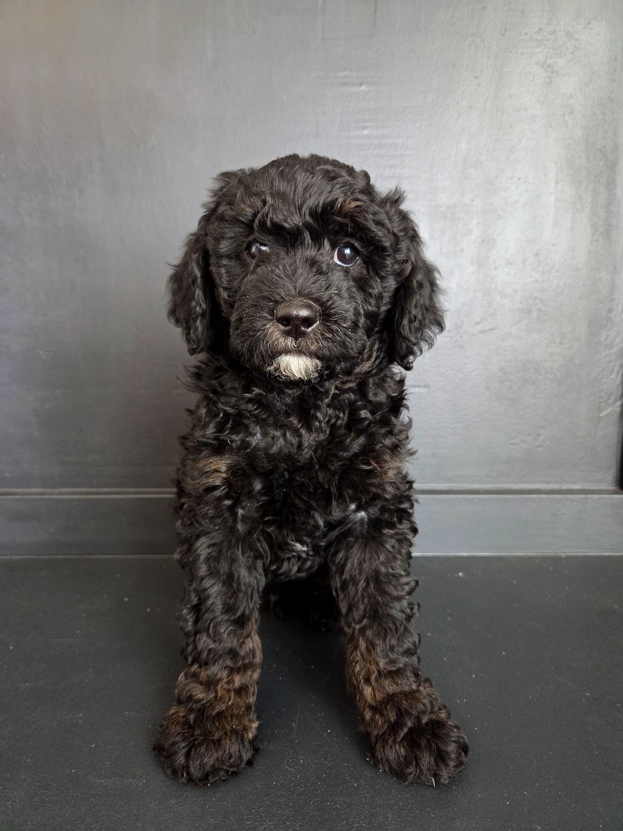 Mini Sheepadoodle Puppies*Doodles*