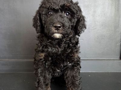 Mini Sheepadoodle Puppies*Doodles*