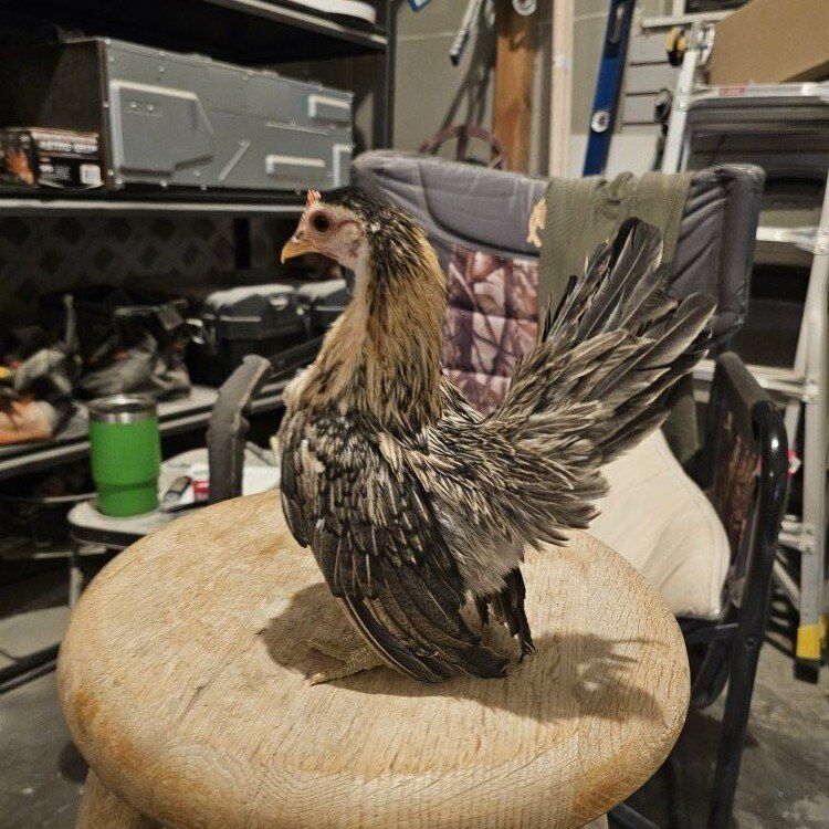 Malaysian Seramas Pair