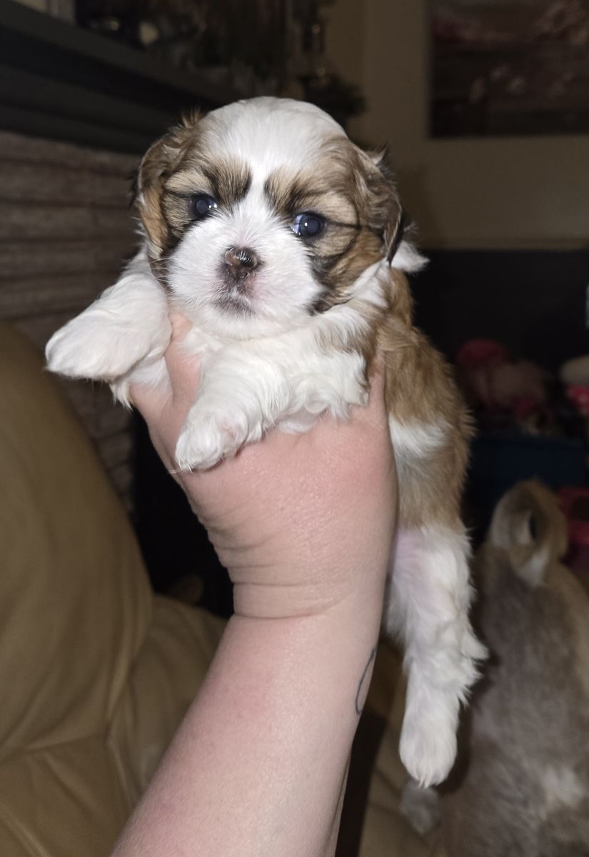 Shih Tzu Male Puppies