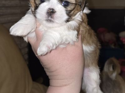 Shih Tzu Male Puppies