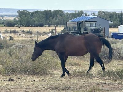 18 year old registered mare