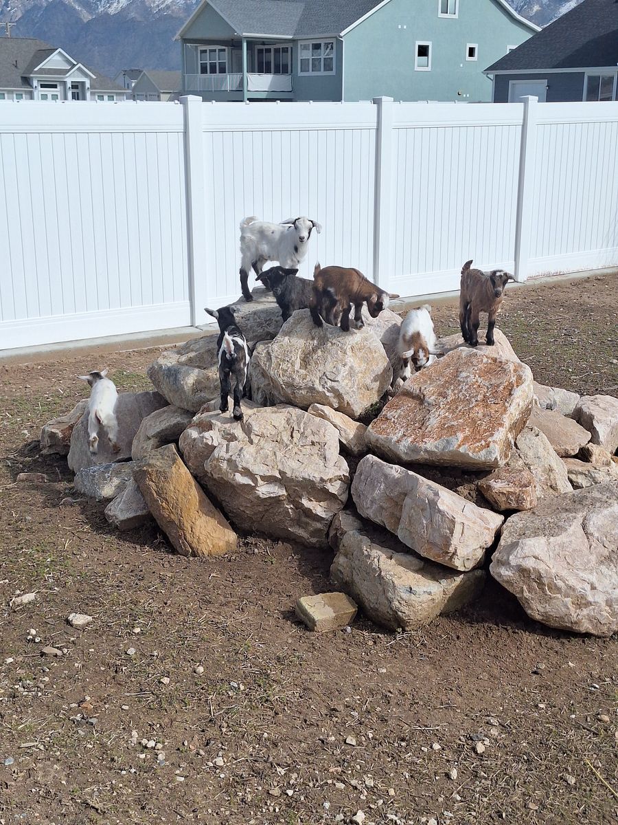 REDUCED Baby Fainting Goats (Disbudded)