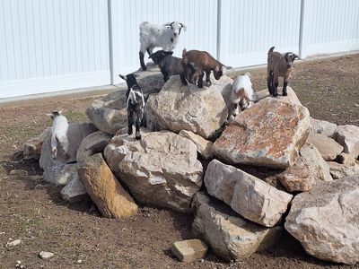 REDUCED Baby Fainting Goats (Disbudded)