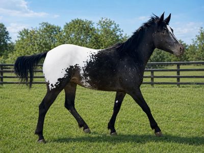 Appaloosa Mare For Sale
