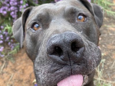 Hello my name is Higgins