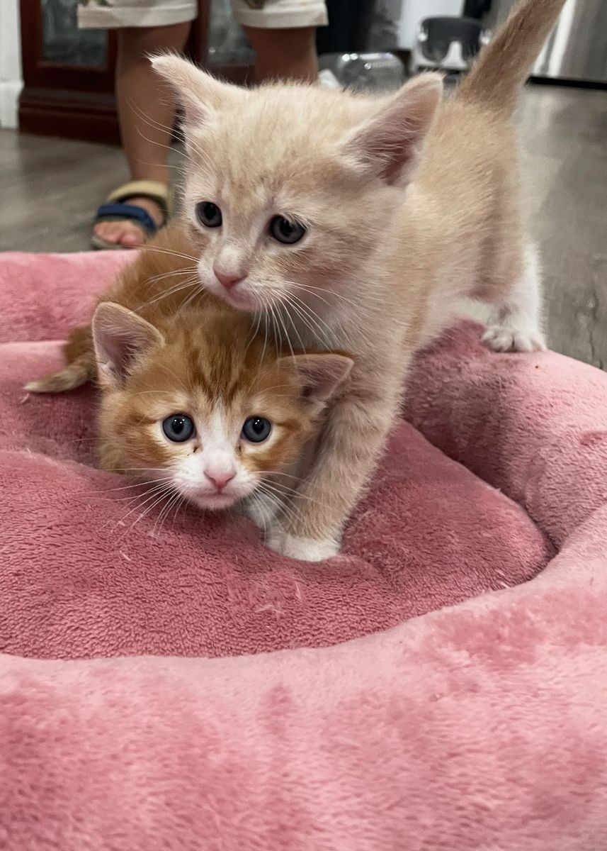 Orange / cream Tabby kittens
